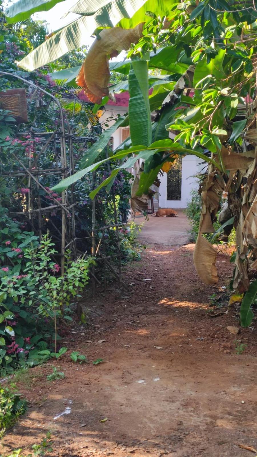 Hill View Guest House Anjuna Buitenkant foto